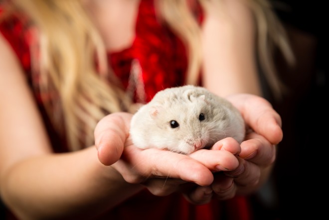 Little girls with a small gray dwarf hamster in her hand